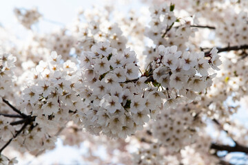 View of cherry blossoms against the sky