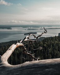 A gnarled, weathered tree branch in the foreground with a sweeping view from Koli National Park in Finland. Lake Pielinen stretches into the distance
