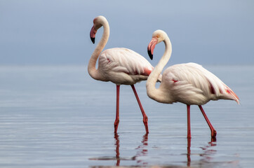 A pair of flamingos wading in an African lagoon, reflecting in calm water. Real wildlife scene from Namibia, ideal for nature lovers, exotic bird content, and editorial use.