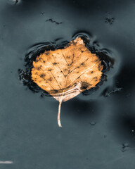 A single yellow autumn leaf gently floats on the surface of dark, still water, creating soft ripples around its edges. The minimalist composition emphasizes seasonal change.