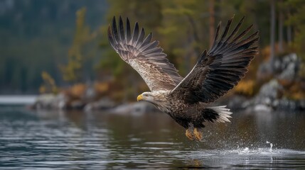 Fototapeta premium White-tailed eagle taking off from a lake