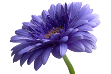 Close-up of a vibrant purple gerbera daisy, details of petals and center
