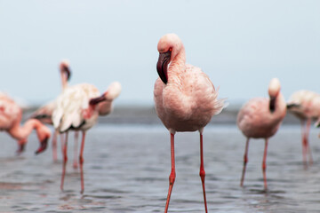 Wild flamingos wading in shimmering water beneath a brilliant sky. Captured in Africa’s natural habitat, perfect for editorial, wildlife, safari, and exotic bird-themed visuals.