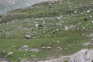Villagers life