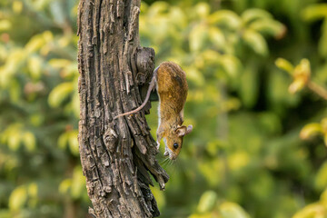 Closeup of Wood Mouse, Apodemus sylvaticus, descending along weathered tree trunk with head down...