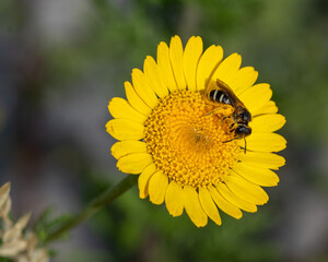 macro of a solitary halictus bee on a anthemis tinctoria blossom