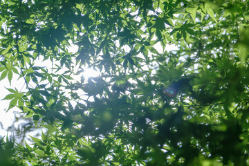 夏　緑の楓の葉　太陽の光に照らされてキラキラ輝く楓の葉　風に揺れる新緑の葉　アウトドア・夏休み・季節の日本の風化エイ背景