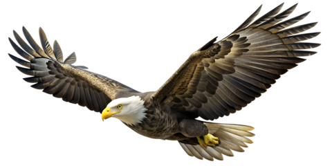 An eagle in flight on transparent background