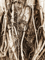 closeup of banyan tree trunk roots
