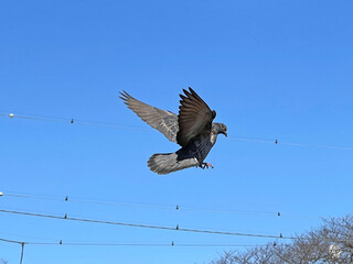 飛翔する3月の鳩 2025/3/7