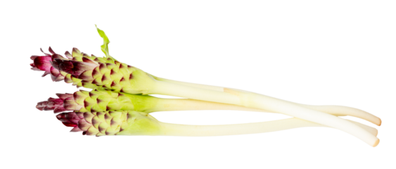 The Watercress for cooking isolate on white
