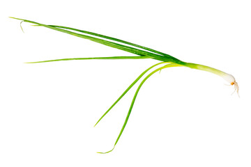 The Fresh spring onion for cooking isolate on white