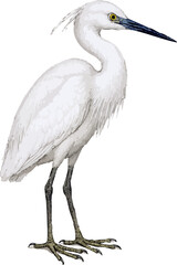 Obraz premium Egretta garzetta