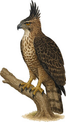 Nisaetus bartelsi