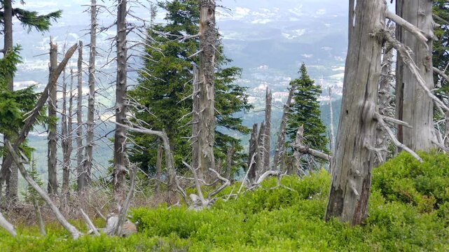 Tract of dead trees in Karkonosze mountains, Poland
