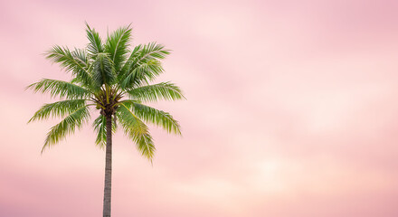 Single coconut palm tree isolated on white background – tropical plant cutout for design and composition