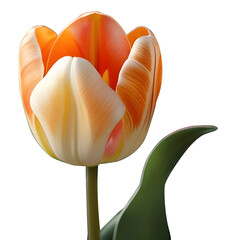 tulips isolated Nature's Artistry Pink TulipsThe couple A single tulip isolated