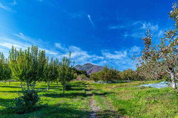 【青森県弘前市】岩木山麓津軽の秋、りんご収穫中。銀色シートはリンゴに光を当てる反射シートです。