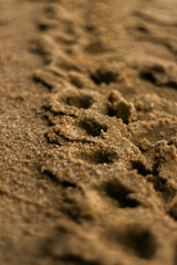Deep and dramatic motorcycle tire tracks crossing wet beach sand, creating bold patterns.