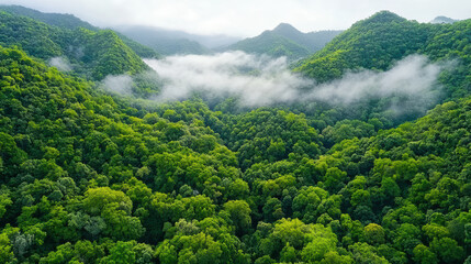 Lush tropical jungle with deep green layers and misty valleys creates serene atmosphere