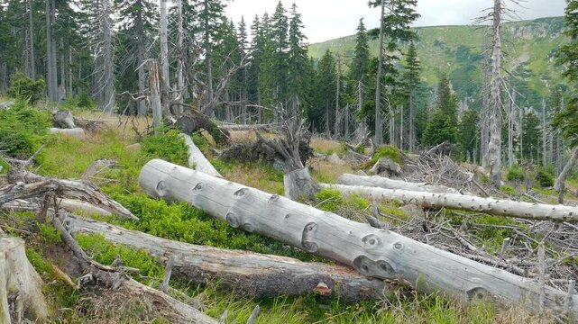 Dead trees. Co2 and So2 emission. Acid rains.