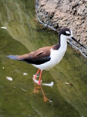 クロエリセイタカシギ