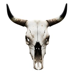 Bull, cow skull isolated against a white background. head, animal, nature, rustic, desert, western, ranch, eerie, macabre, bleached, dead, bones, wild, horned, closeup, anatomy, farm, vintage, rural