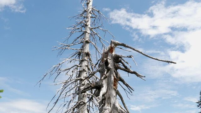 Air pollution. Dead trees. Co2 and So2 emission