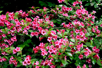 Pink delicate weigela flowers in the spring garden
