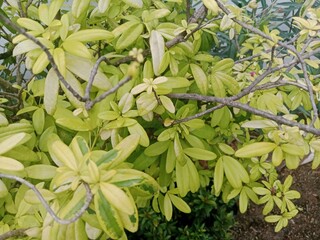 A Flower Blooming Under the Scorching Heat
