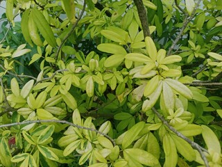 A Flower Blooming Under the Scorching Heat