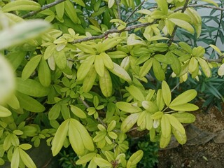 A Flower Blooming Under the Scorching Heat