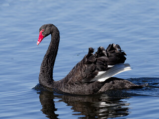 Australia Black Swan (Cygnus atratus) swimming alone in a lake.