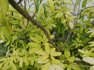 A Flower Blooming Under the Scorching Heat