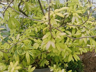 A Flower Blooming Under the Scorching Heat