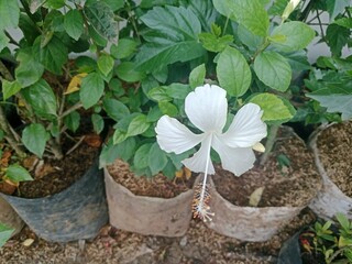 A Flower Blooming Under the Scorching Heat
