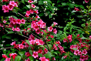 Pink delicate weigela flowers in the spring garden