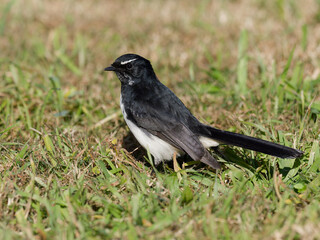 Willie Wagtail or Willy Wagtail (Rhipidura leucophrys) closeup standing on green grass
