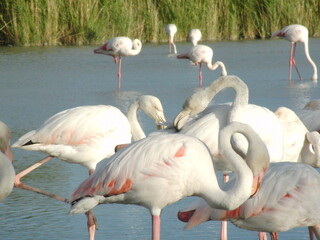 Flamant Rose