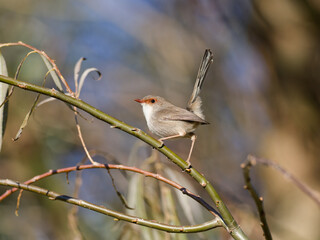 Superb Fairy Wren (Malurus cyaneus) perched on a branch bokeh background