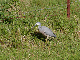 White-faced heron or White fronted heron (Egretta novaehollandiae) foraging in long grass with rusty wire fence in background