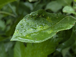 Several green leaves of flowers covered with numerous drops after rain. The leaves of garden crops have a rich green color. Spring. The lighting is natural, emphasizing the freshness and shine of the 