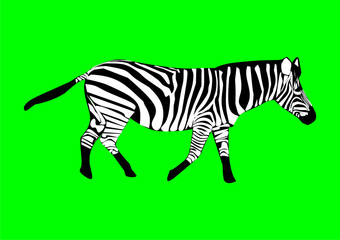 Zebra, striped horse, African savannah animal, striped hide, line pattern. Wild animal, cute character, isolated object on green background, cartoon vector drawing.
