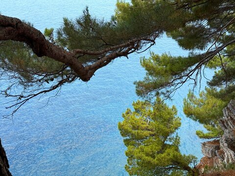Pine tree over blue sea by Mediterranean coast.