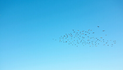 A large flock of birds, in various sizes and shapes, is shown flying in a loose formation against a vibrant, clear, light blue sky.