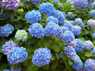 Blue hydrangea flowers.