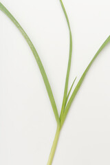 Close-up of green garlic leaves isolated on a white background