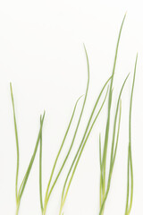 Naklejka premium Close-up of green scallion leaves isolated on a white background