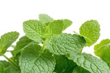 Close-up of fresh mint leaves.  Bright green, textured leaves cluster together, isolated on white background