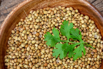 Coriander (Coriandrum sativum) green leaf, seeds in wooden bowl and spoon on wooden background